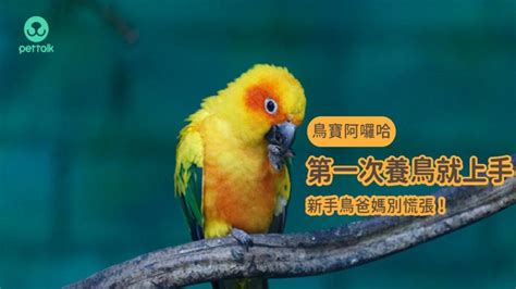 養鳥|【鳥寶阿囉哈】第一次養鳥就上手，新手鳥爸媽別慌。